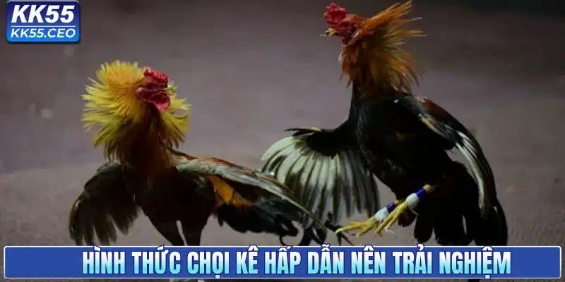 Hình thức chọi kê hấp dẫn nên trải nghiệm